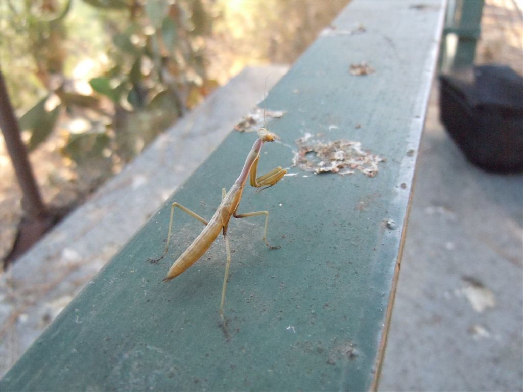 Giovane Mantis religiosa? no, Iris oratoria